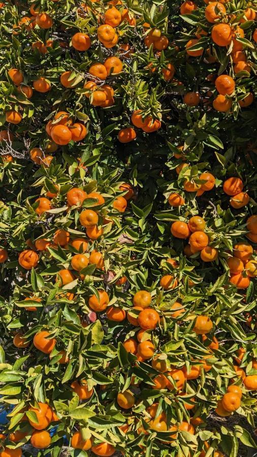 P.Gardens 103 Daire Peyia Dış mekan fotoğraf